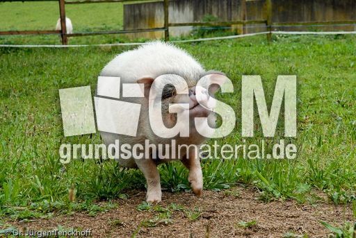 Hängebauchschwein (1 von 37).jpg